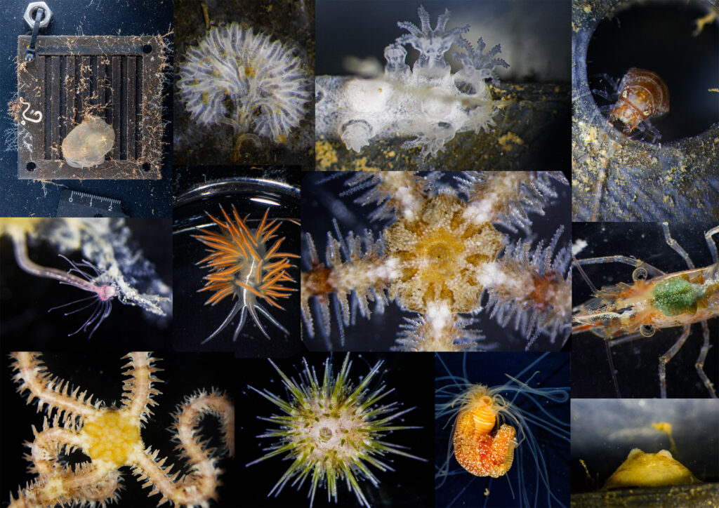 Collage av många små undervattensbilder av olika havslevande organismer i olika färger.