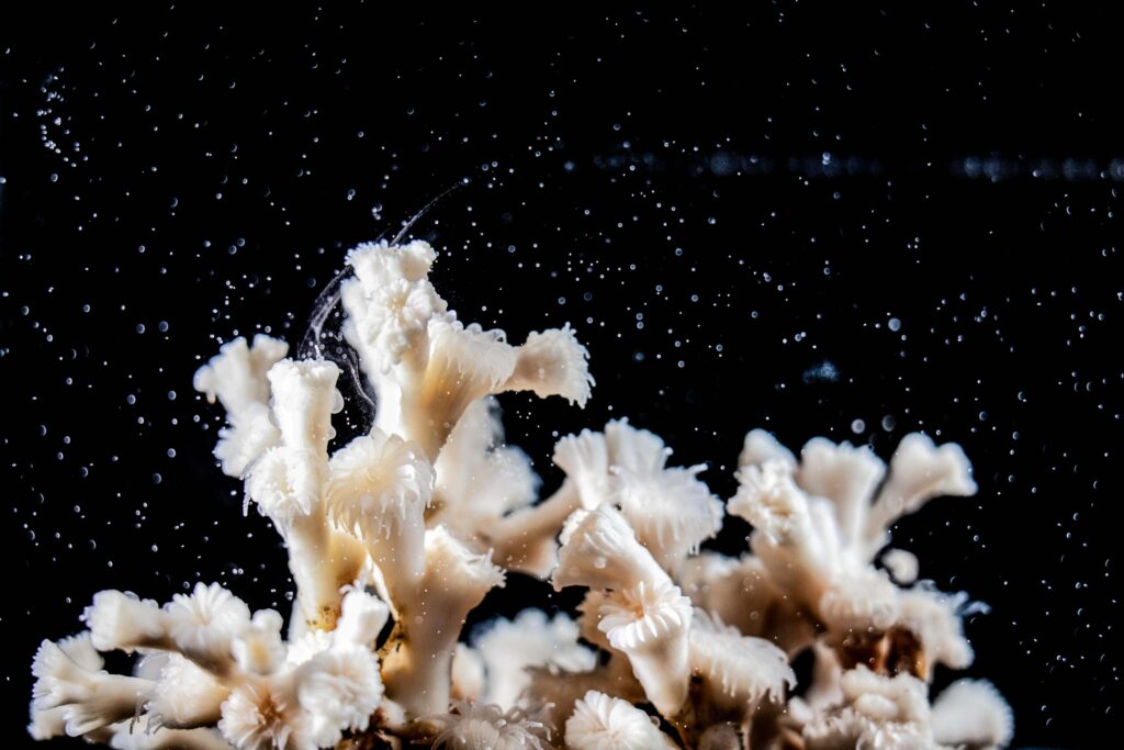 Vit korall mot svart bakgrund och vita prickar vilka är spermier och ägg.