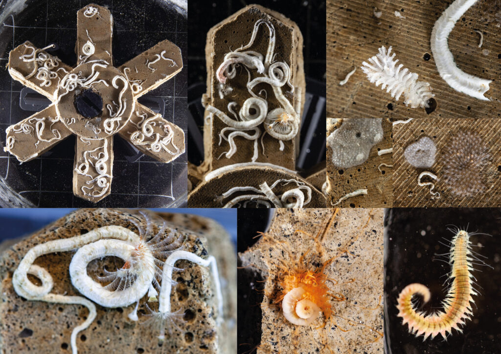 Collage av olika bilder med olika vita larver, maskar och mossdjur som lever i havet.